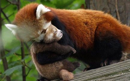 Firefox лисица с лого или червената панда