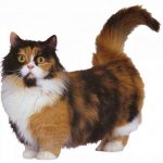 Плешив име котка порода, фото и цената, физическо описание и характер и където най-добрите разсадници