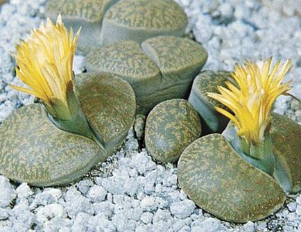 Lithops грижи и поддръжка в дома, отзиви, снимки