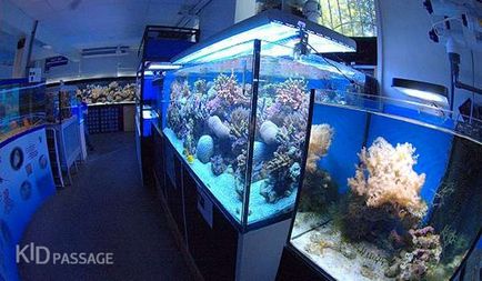 Повечето аквариуми и аквариуми България, kidpassazh портал
