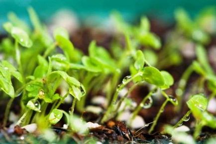 Snapdragon расте от семена, когато засаждане на цветя на разсад
