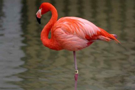 Интересни факти за фламинго