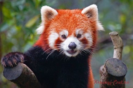 Малка червена панда - малко животно, застрашени от изчезване