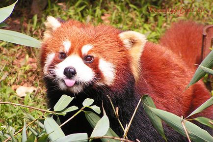 Малка червена панда - малко животно, застрашени от изчезване