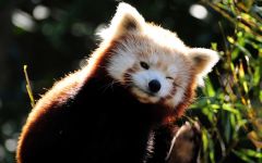 Lesser панда, червената панда (ailurus fulgens) снимки, видове площ откритие, описание на червената панда,