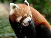 Lesser панда, червената панда (ailurus fulgens) снимки, видове площ откритие, описание на червената панда,