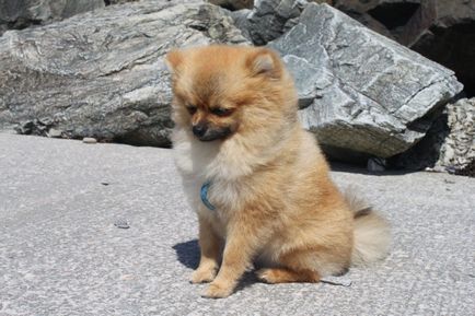 Малките кучета порода Породи описание, снимки, видео