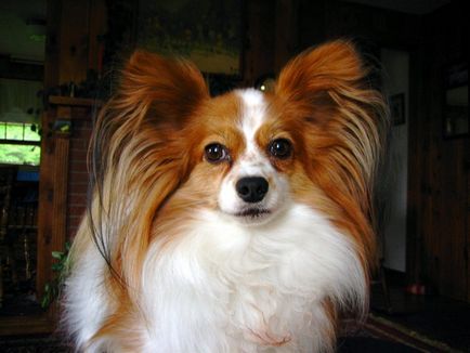 Малките кучета порода Породи описание, снимки, видео
