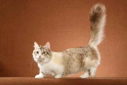 Munchkin - korotkolapye котка характеристики порода