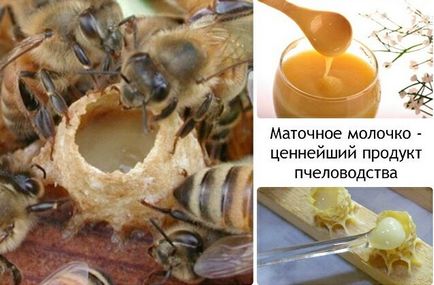 Пчелното млечице лечебни свойства, как да се направи, да се използва за жени