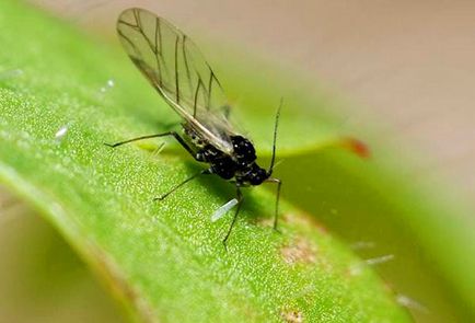 Малки скокове насекоми в апартамента - какво е това и как да се бори с тях