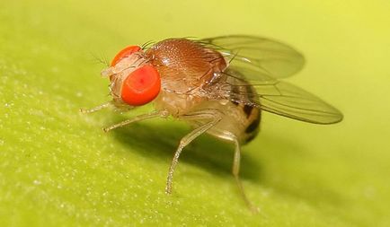 Малки скокове насекоми в апартамента - какво е това и как да се бори с тях