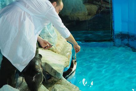 Ние разкрият тайните на здравни дни в аквариума!