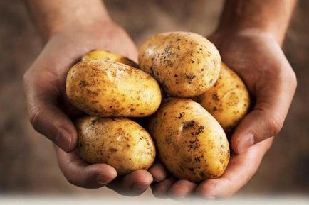Мога ли да се ядат сурови картофи за домашни любимци