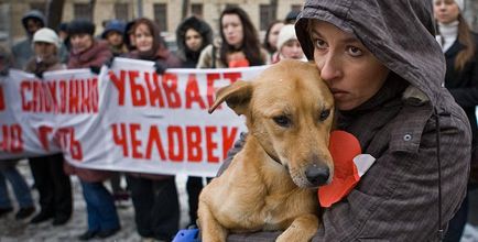 Възможно ли е да оправдае убийството на бездомни кучета