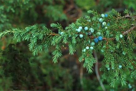 Juniper и нейните видове, където могат да бъдат намерени, както и условията, при които тя расте