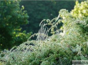 Juniper в градината, отглеждане на mozhevelnik