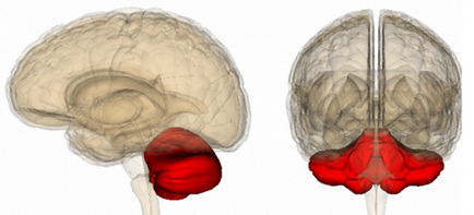 мозък малък мозък (малко мозък) е отговорен за координацията на движенията