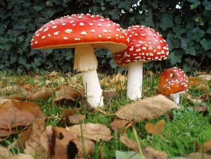 Amanita - описание, видове, свойства, приложения, снимки