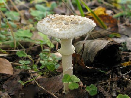 Amanita - описание, видове, свойства, приложения, снимки