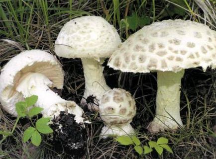 Amanita - описание, видове, свойства, приложения, снимки