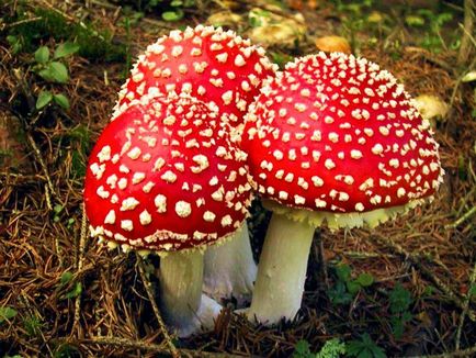 Amanita - описание, видове, свойства, приложения, снимки