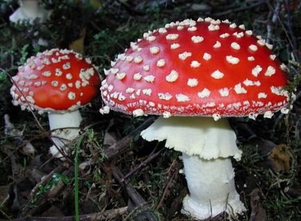 Amanita - описание, видове, свойства, приложения, снимки