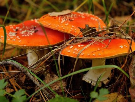 Amanita - описание, видове, свойства, приложения, снимки