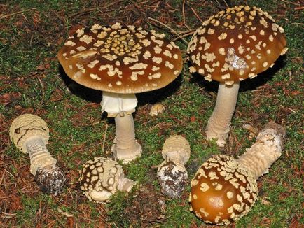 Amanita - описание, видове, свойства, приложения, снимки (описание) Amanita - описание, видове, свойства, приложения, снимки