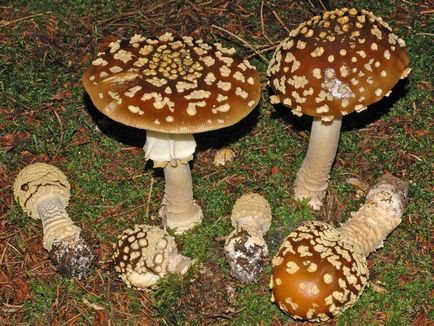 Amanita - описание, видове, свойства, приложения, снимки