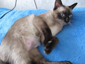 Нарастване на млечните жлези в областта на котката след стерилизация причини