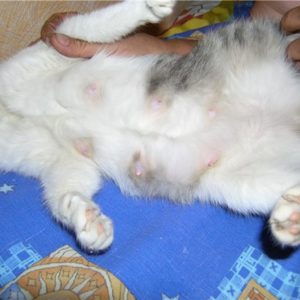 Нарастване на млечните жлези в областта на котката след стерилизация причини