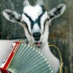 Какво за коза акордеон (Eugenia davydyanets)