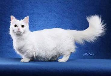 Наполеон снимка Наполеон джуджета котки, история развъждане порода Персийска котка Munchkin външен вид