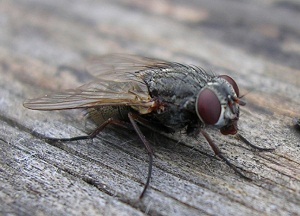 Народни средства за защита на мухи в къщата на правилата за подготовка и кандидатстване