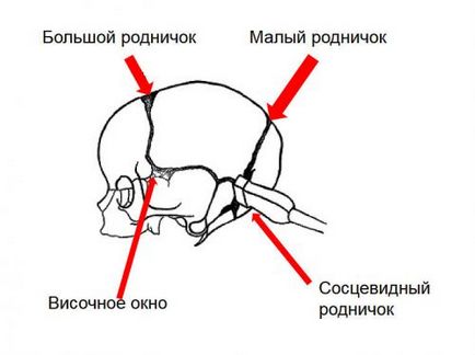 Новородено neurosonography какво е, и скоростта на запис