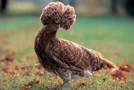 Е, и пилешко месо, най-необичайното порода пилета
