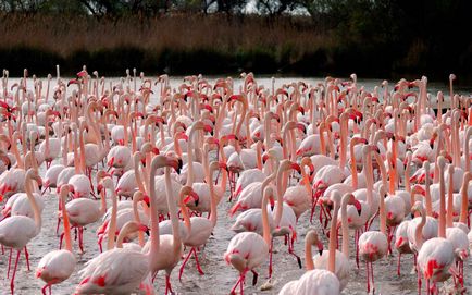 Розово фламинго - осмото чудо на света
