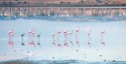 Розово фламинго - осмото чудо на света