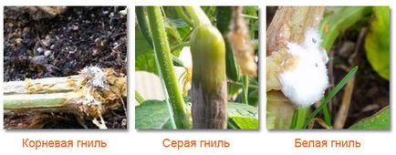 Обработка краставици в оранжерията от болести, вредители