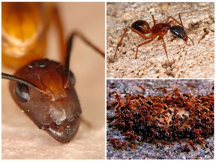 Пожарните мравки са червени - снимка и описание