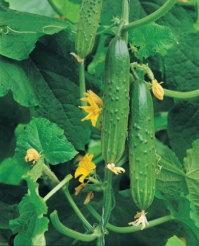 Краставица Април - характеристики и основни правила за селскостопанска техника хибрид