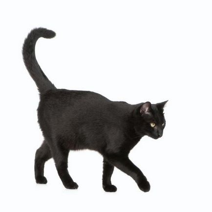 Цвят и характер на котки - черна котка