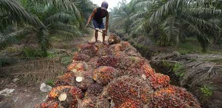 За палмово масло каже и дума от полза и вреда на палмово масло