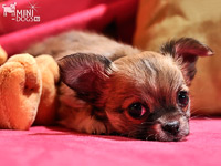 Опасни заболявания на кучета - познаване на причините и симптомите на заболяването могат да спасят живота на вашия домашен любимец!