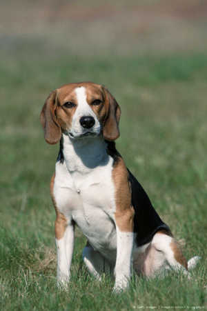 куче от породата бигъл порода описание хранене, характеризиране и снимка