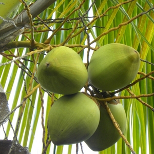 На правилата за отглеждане и развъждане кокос, съвети и трикове