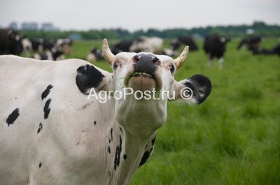 Определяне на възрастта на кравите в зъбите