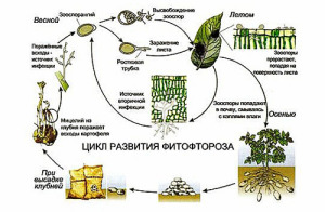 Fall оран от Phytophthora какво да се използва и как да се спаси заразени култури, градина, кухня градината