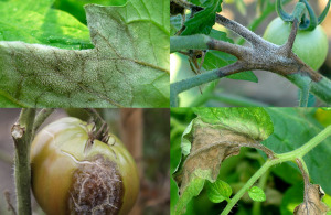 Fall оран от Phytophthora какво да се използва и как да се спаси заразени култури, градина, кухня градината